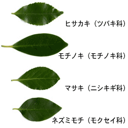 葉で調べる樹木の見分け方 冬編３ 常緑低木