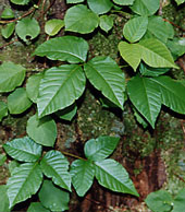 葉で調べる樹木の見分け方 夏編 １ ウルシ